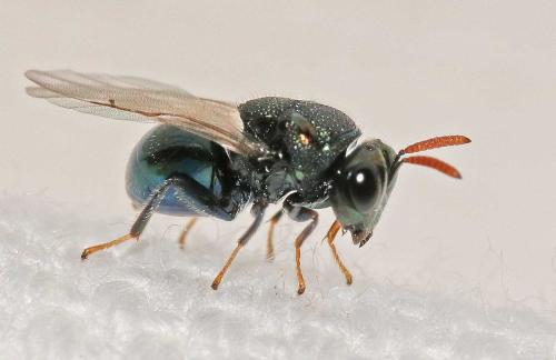Perilampus ruficornis